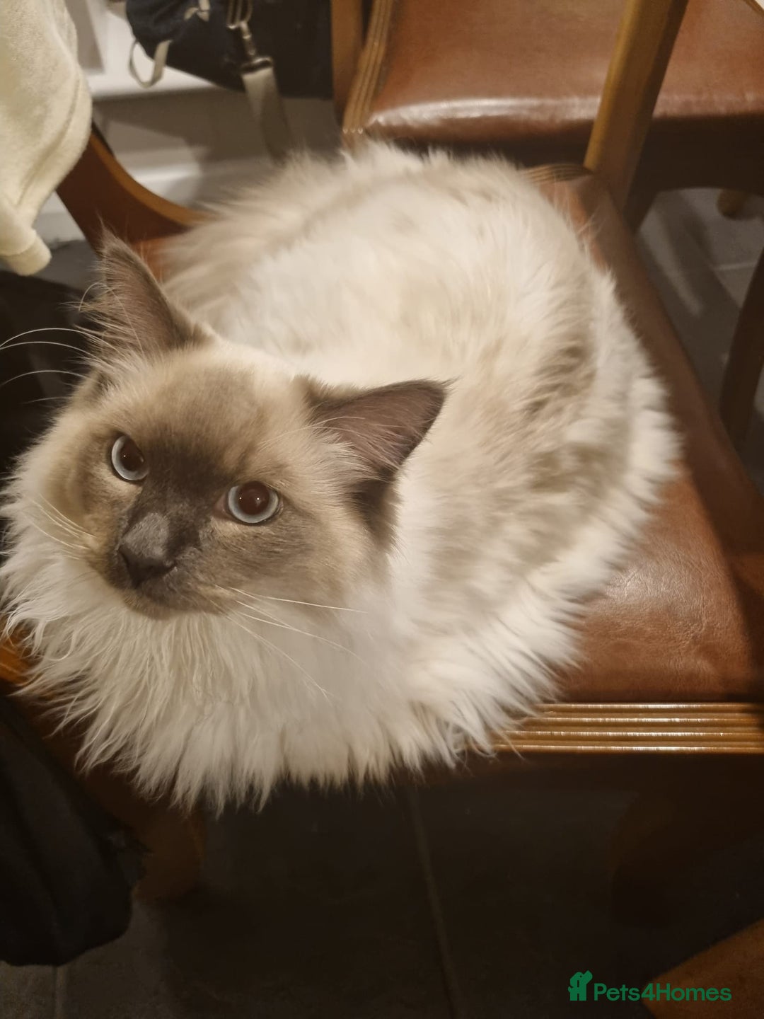 Ragdoll cats for sale: Last stunning ragdoll kitten available now - Image 9