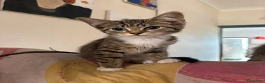 3-tabby