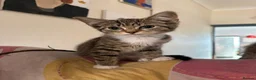 Mixed Breed cats for sale: Kittens looking for a forever home - Advert 11