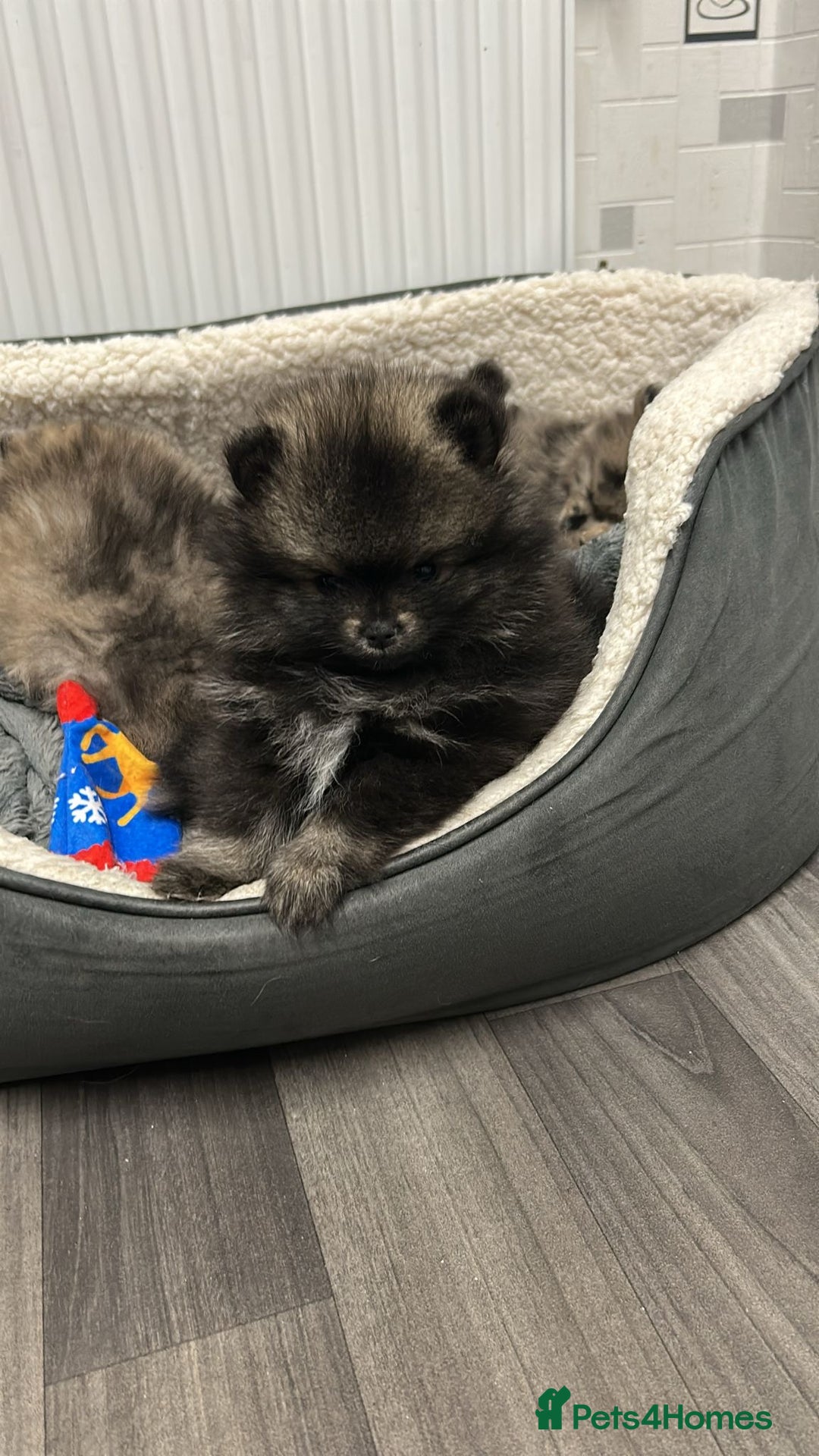 Pomeranian dogs for sale: Litter of pomeranians  - Advert 22