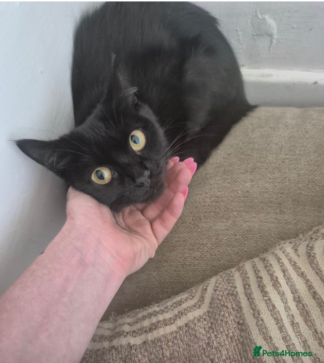 British Shorthair cats 🆘 FOSTER TO ADOPT; NEEDS A SAFE SPACE TO HEAL 🆘 - Advert 1