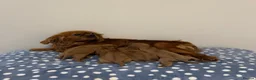 Cavalier King Charles Spaniel dogs for sale: Cavalier King Charles Ruby Puppys - Advert 19