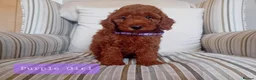 Mini Goldendoodle dogs for sale: Stunning Goldendoodle Puppies - Advert 8