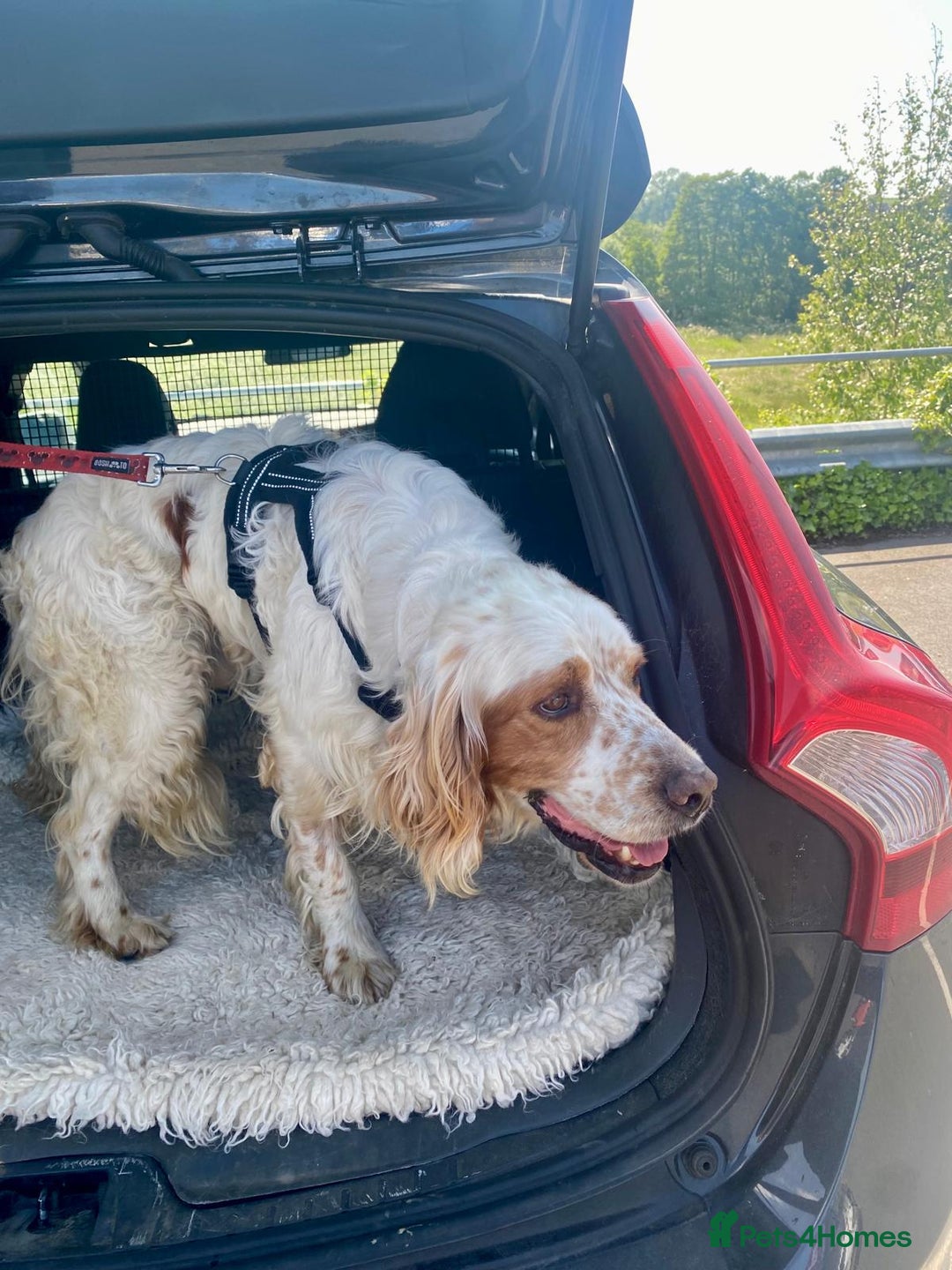English Setter dogs for adoption: Dover in Woolacombe - Image 15