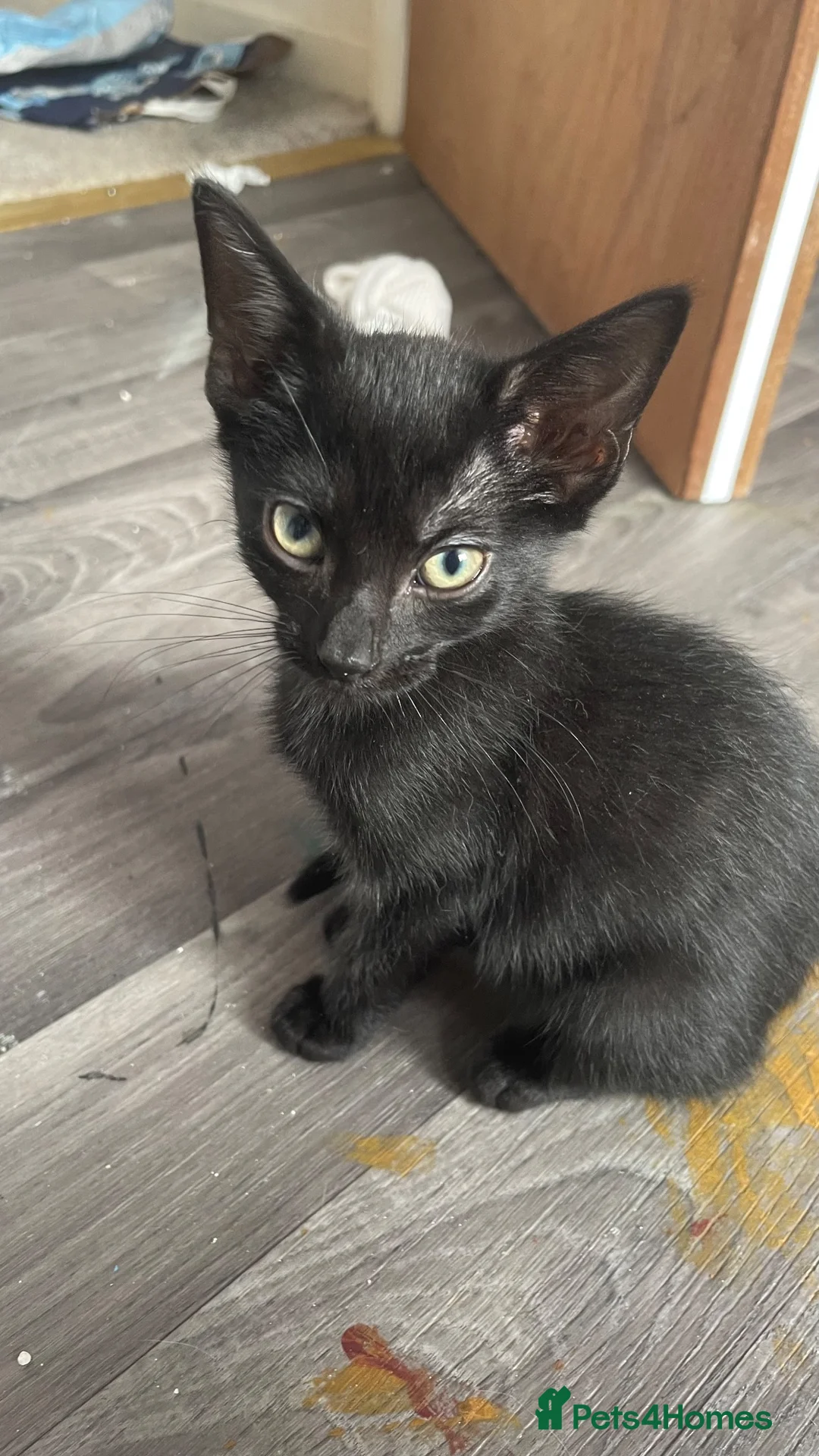 Mixed Breed cats for sale: 3 month old kittens - Advert 10