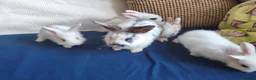 Mixed Breed rabbits for sale: CUTE FRIENDLY BUNNIES READY FOR FOREVER HOMES - Advert 25