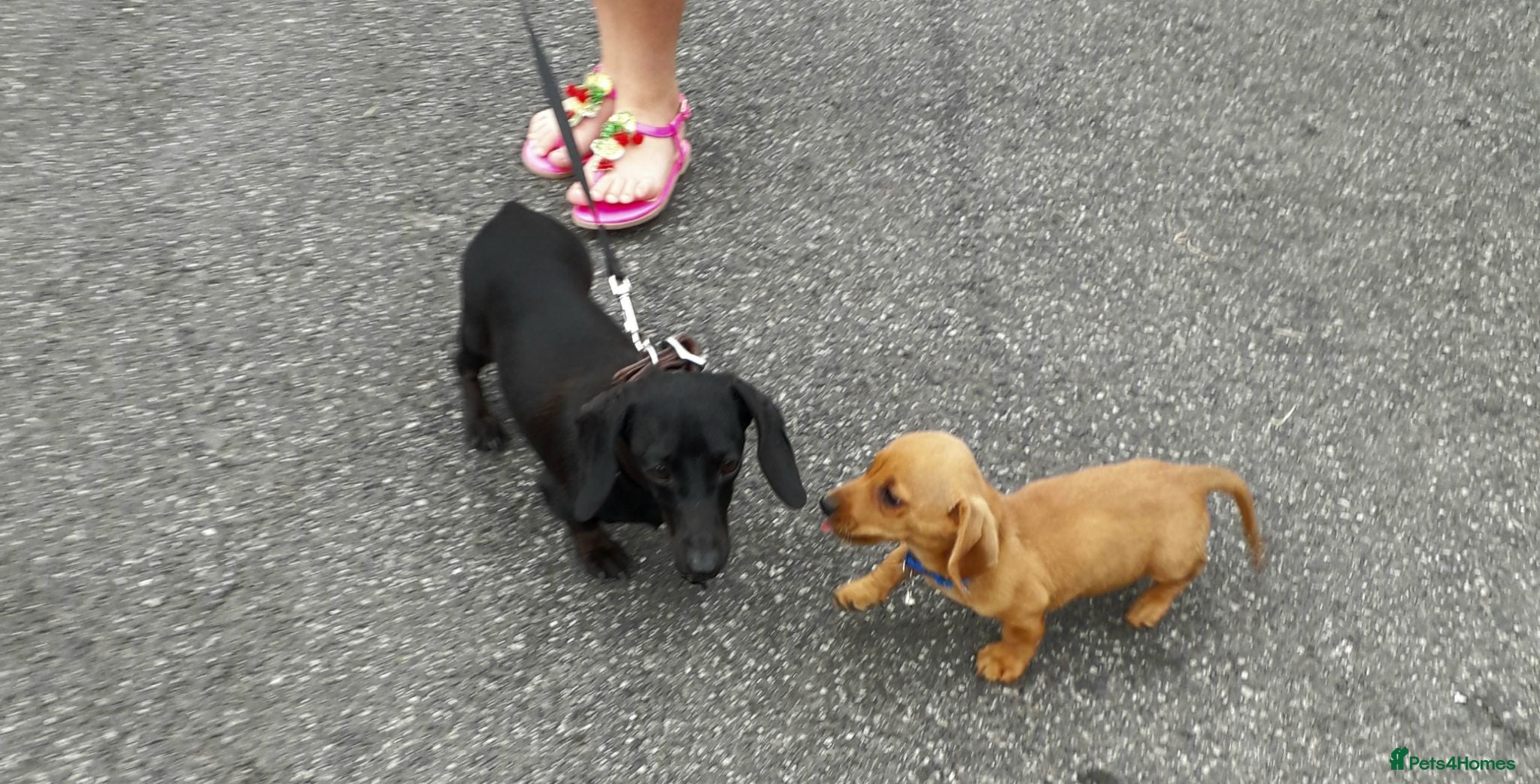 Miniature Dachshund dogs *TRUE MINIATURE OUTSTANDING DACHSHUNDS* - Advert 2