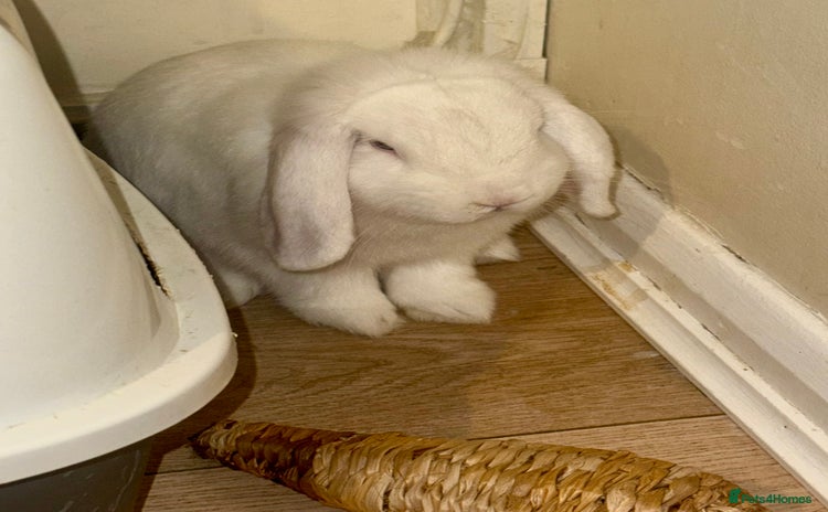 Mini Lop rabbits - Advert 1