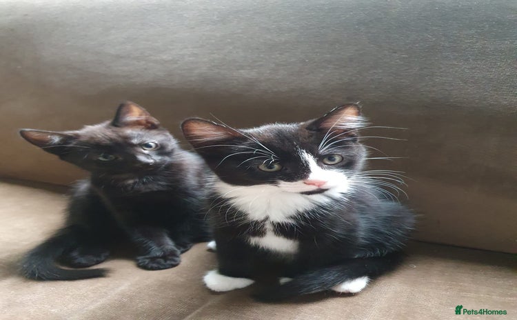 Mixed Breed cats - Advert 5