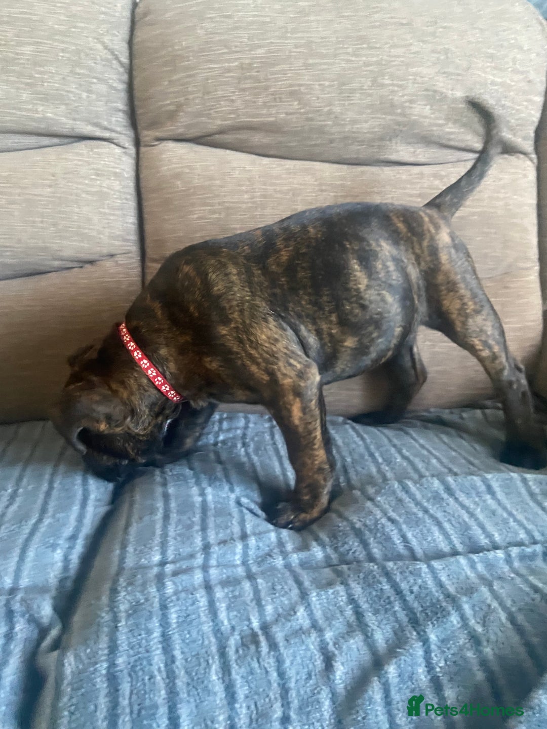 Mixed Breed dogs for sale: Old tyme bulldog in Shotts - Image 15