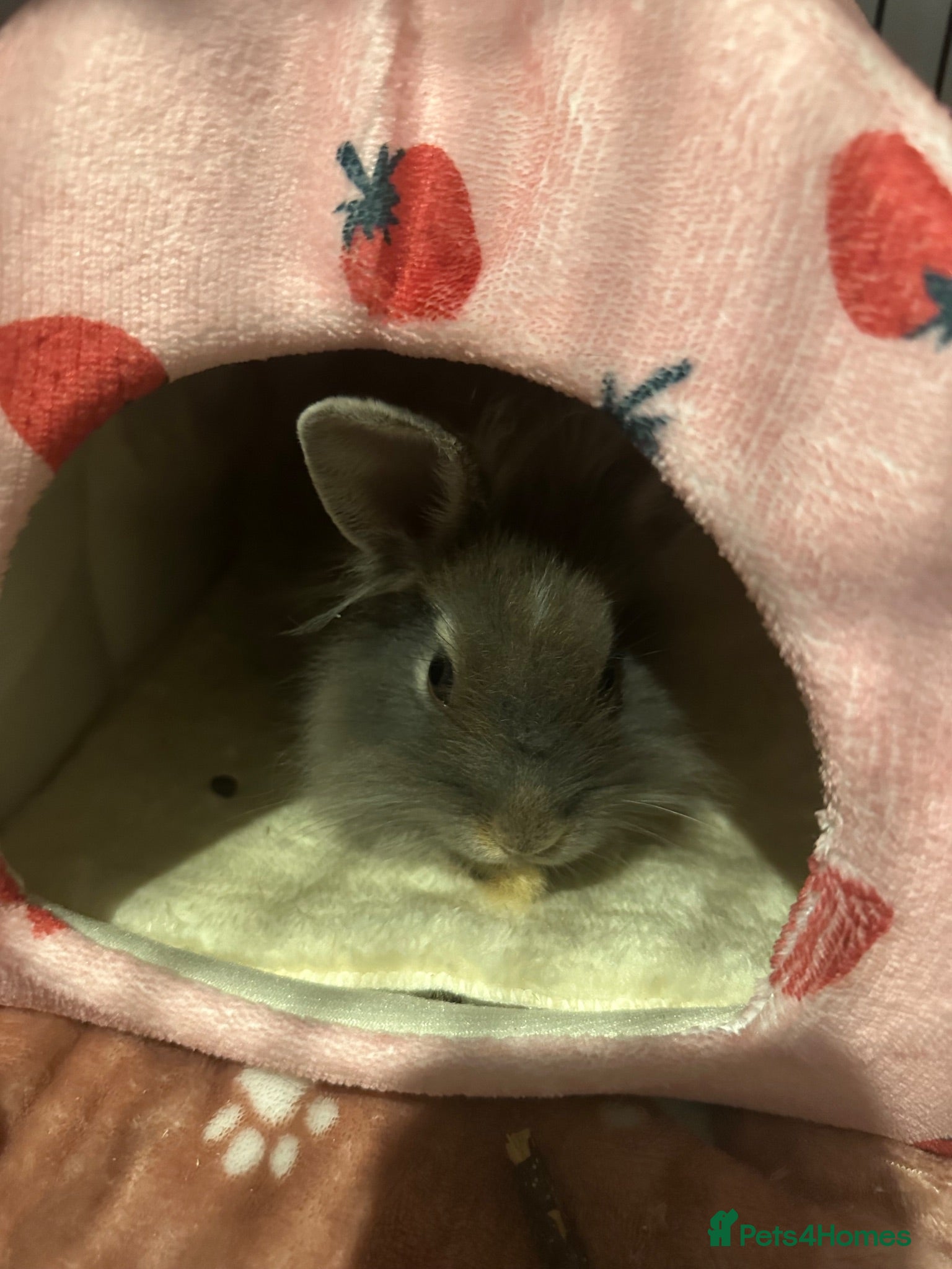 Lionhead rabbits Baby lionhead rabbit with cage + more  - Advert 2