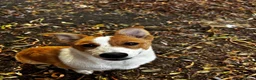 Mixed Breed dogs for adoption: Konie 🩷 in Worcester Park - Advert 1
