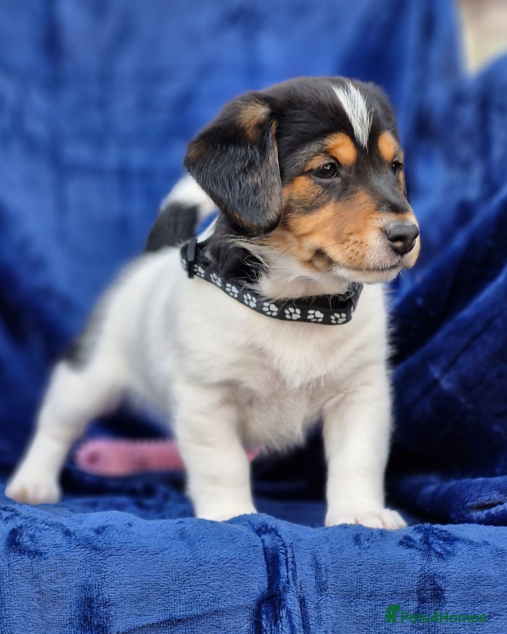 Jack Russell dogs Beautiful Litter of Jack Russell Puppies  - Advert 2