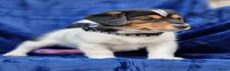 Jack Russell dogs for sale: Beautiful Litter of Jack Russell Puppies  - Advert 2