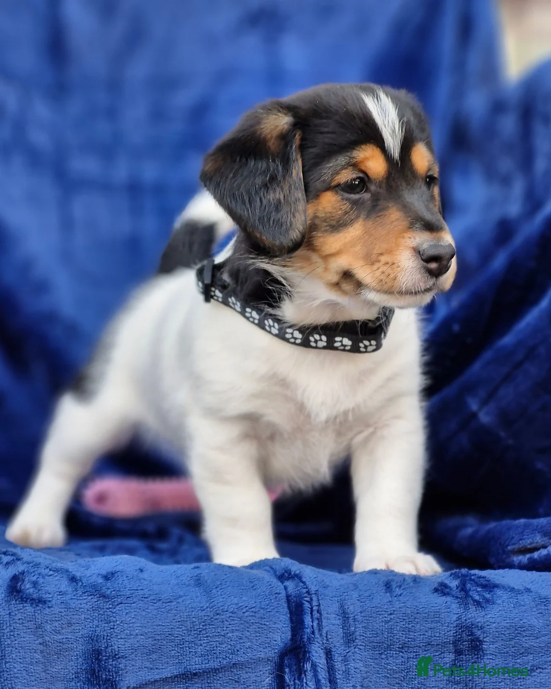 Jack Russell dogs for sale: Beautiful Litter of Jack Russell Puppies  - Advert 2
