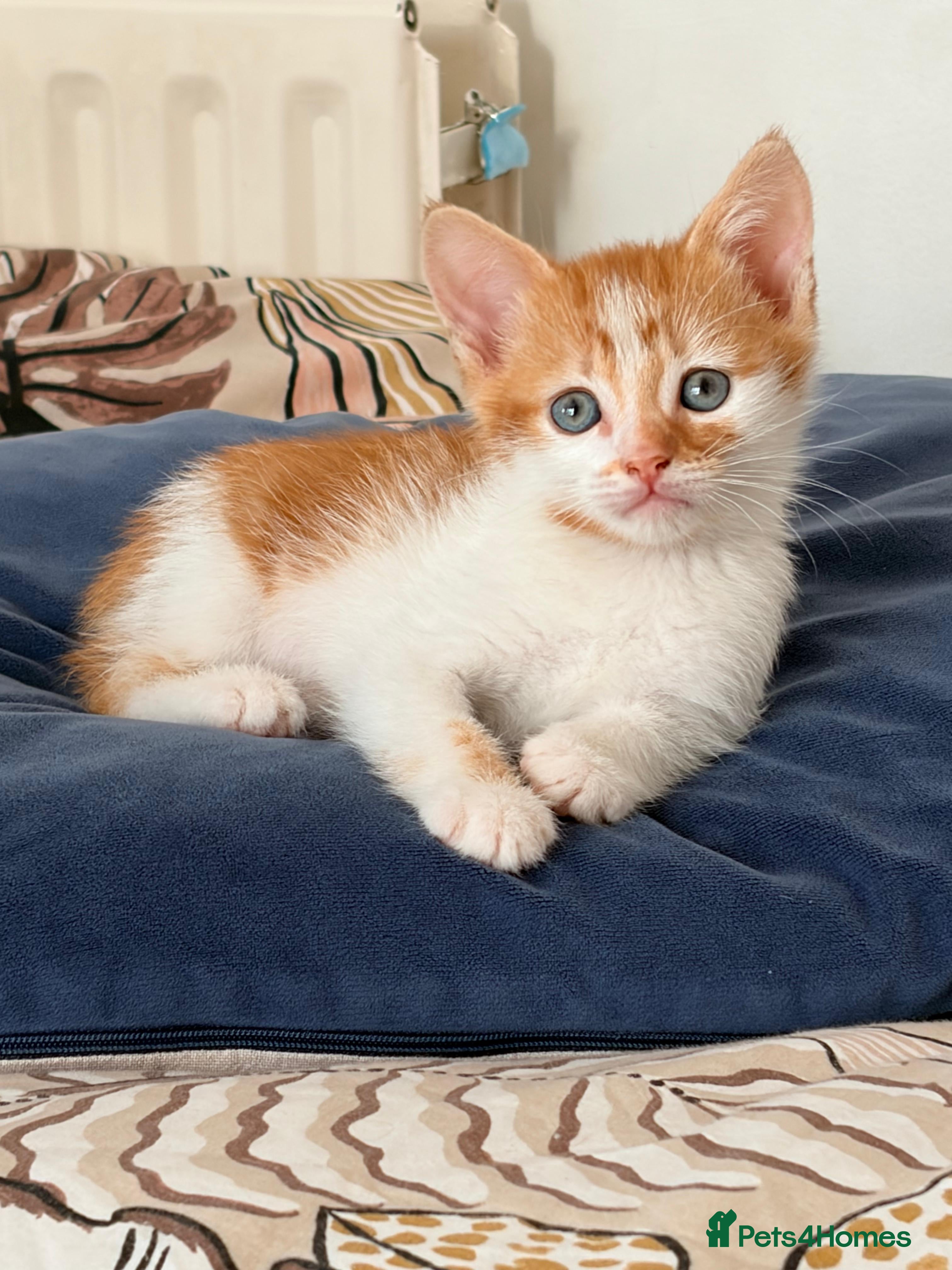 Mixed Breed cats Just the ginger boy available  - Advert 5
