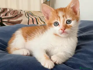 Mixed Breed cats Just the ginger boy available - Advert 5