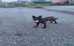 Belgian Shepherd Dog dogs for sale: For sale Belgian malinois x Dutch herder  - Image 2