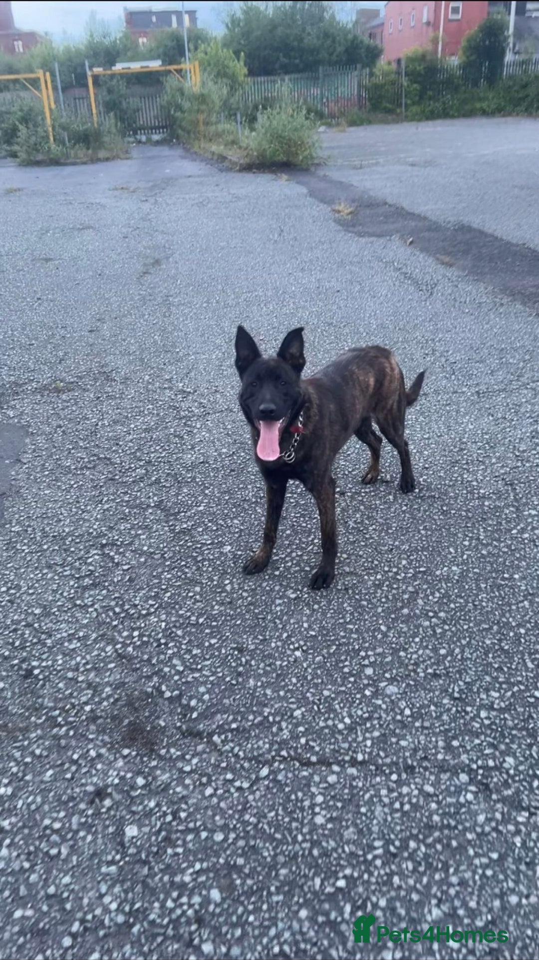 Belgian Shepherd Dog dogs for sale: For sale Belgian malinois x Dutch herder  - Image 2