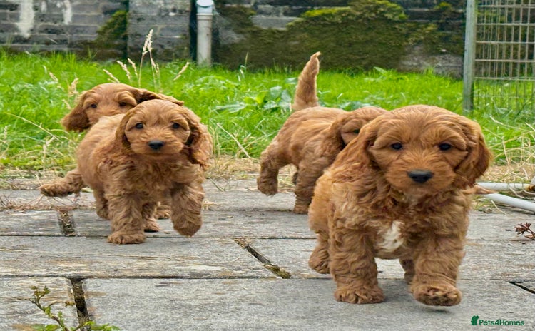 Cockapoo dogs - Advert 4
