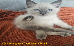 Ragdoll cats for sale: 8 Ragdoll Kittens Ready NOW - Image 9
