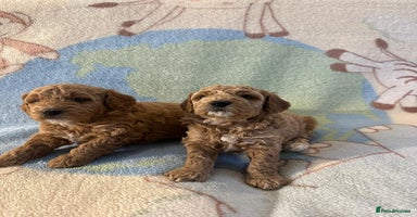 Miniature Poodle dogs KC registered Miniature Poodles  - Advert 6