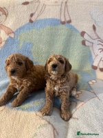 Miniature Poodle dogs KC registered Miniature Poodles - Advert 6