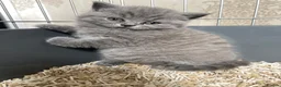British Shorthair cats for sale: 6 beautiful British shorthair kittens, READY NOW* - Advert 30