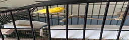 Canaries birds for sale: Five month old male canary in Woodbridge - Advert 10