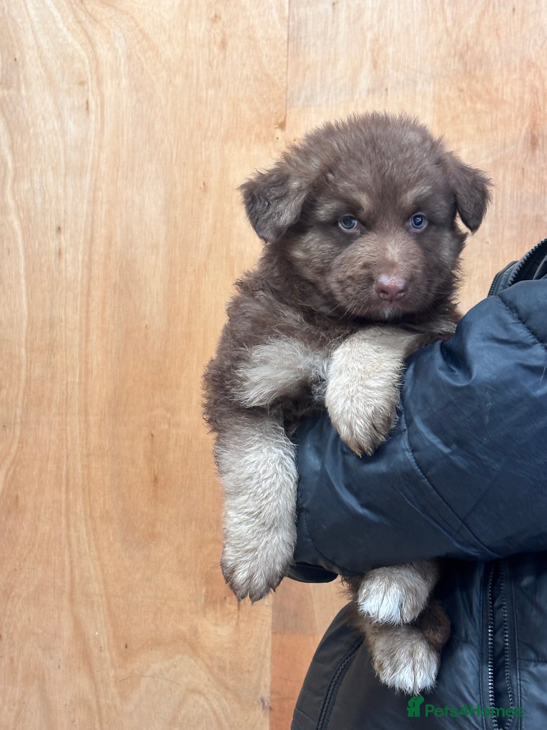 German Shepherd dogs for sale: Beautiful German Shepherd Puppies  - Image 1
