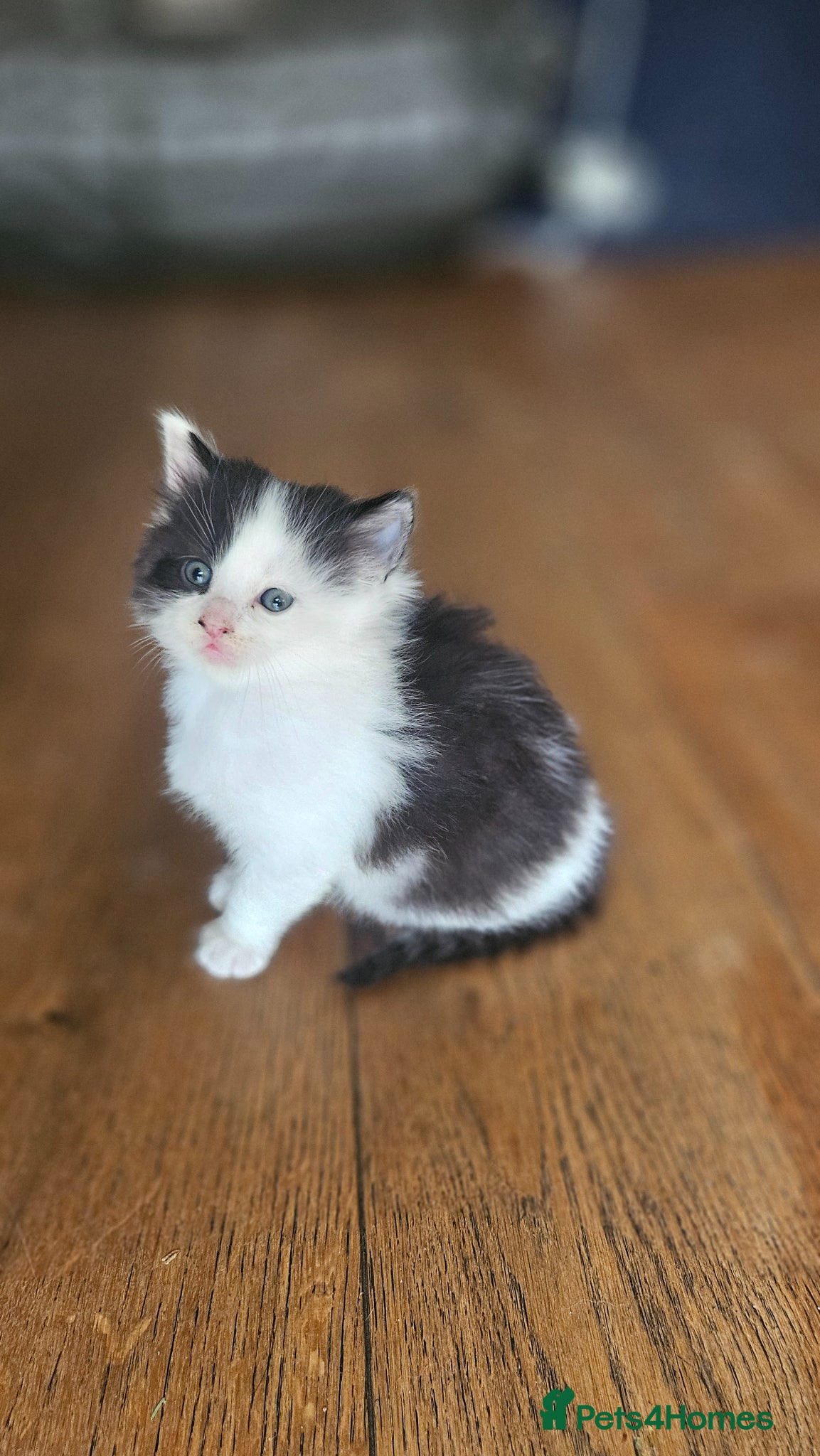 Mixed Breed cats 2 cute little Boy kittens - East London - Advert 1