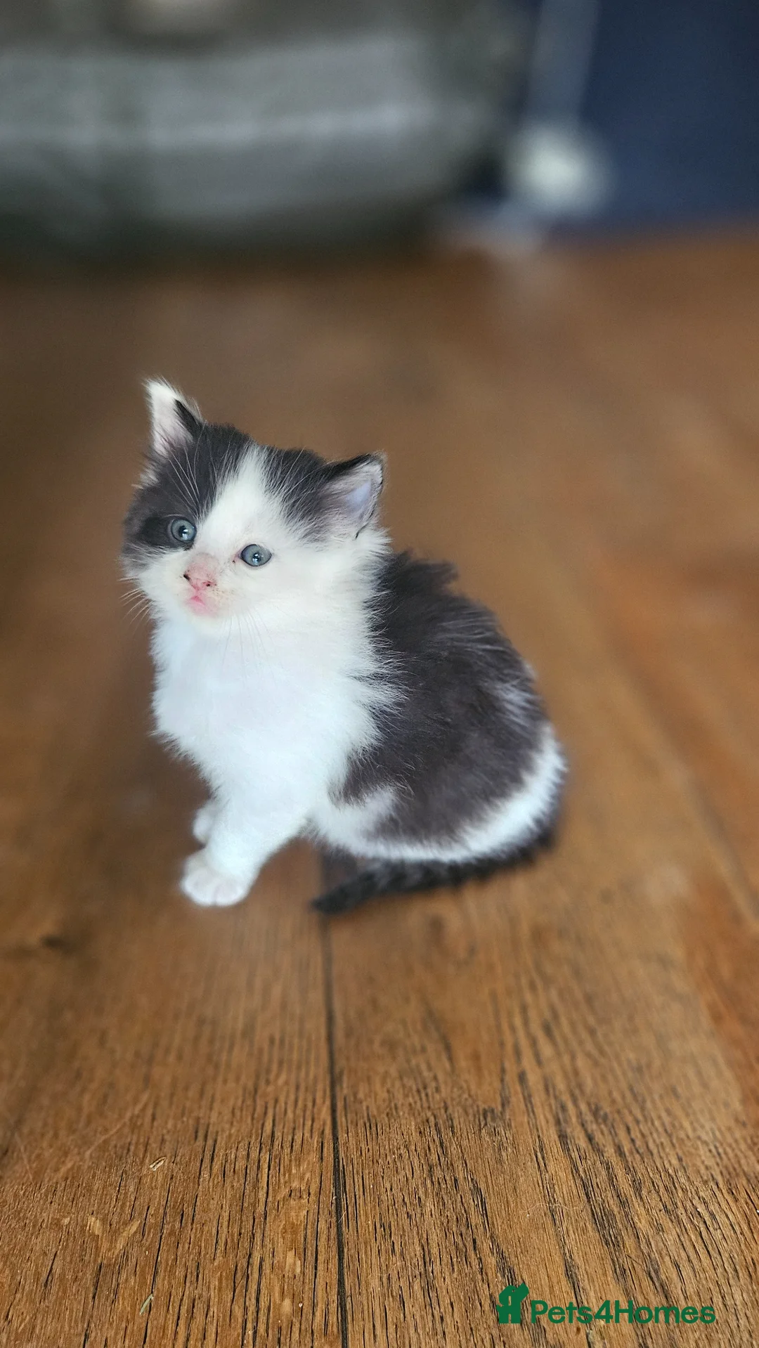 Mixed Breed cats for sale: 2 cute little Boy kittens - East London - Advert 1