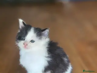 Mixed Breed cats 2 cute little Boy kittens - East London - Advert 1