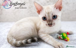 Bengal cats for sale: Champion line Superb Bengal Kittens  - Image 23