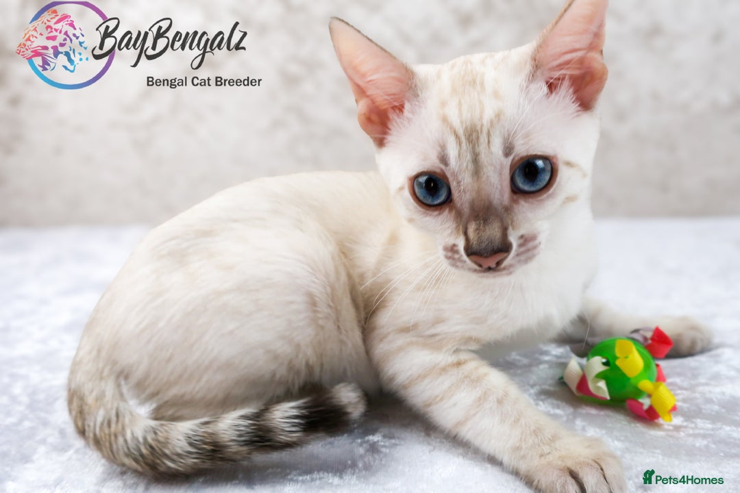 Bengal cats for sale: Champion line Superb Bengal Kittens  - Image 23