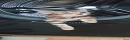 Bengal cats for sale: Stunning Bengal kittens for sale in Rugby - Advert 27
