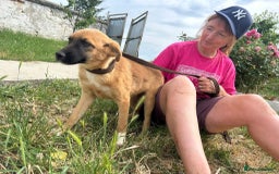 Mixed Breed dogs for adoption: Lindsay - Norwich Norfolk  - Image 12