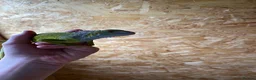 Iguana reptiles for sale: Baby green iguana  - Advert 3