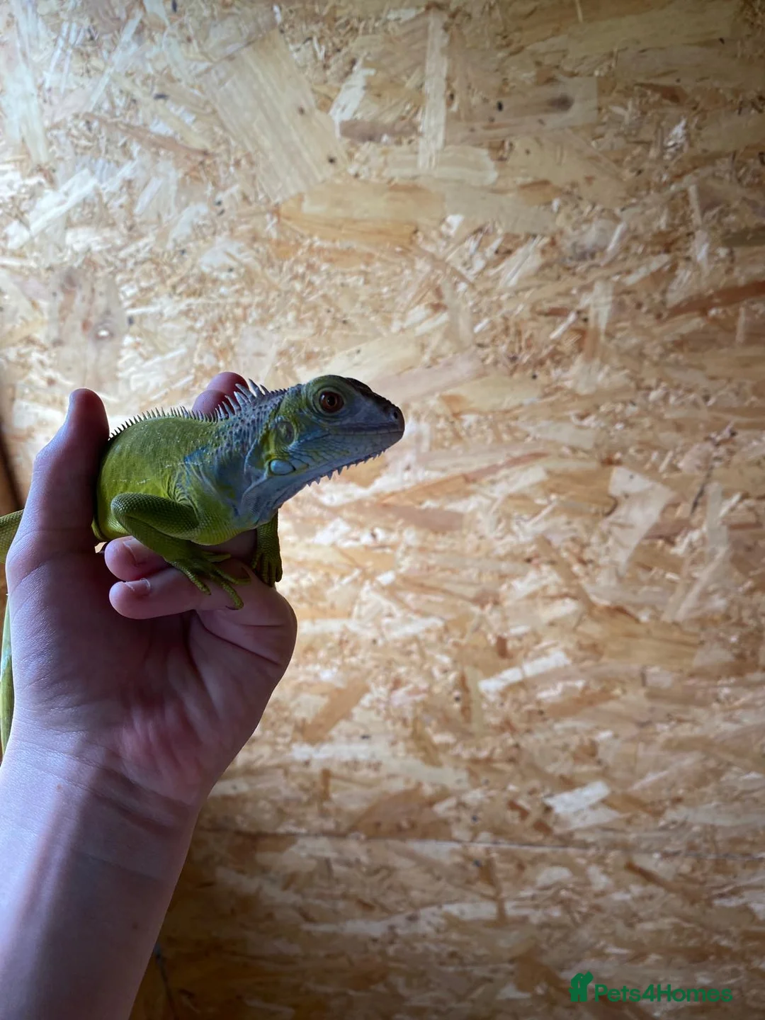 Iguana reptiles for sale: Baby green iguana  - Advert 3