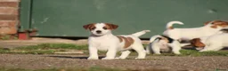 Jack Russell dogs for sale: Jack Russell Puppies for sale - Advert 7