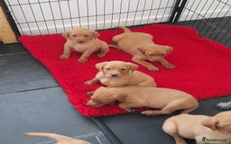 Labrador Retriever dogs for sale: Red fox labrador puppy's  - Image 5