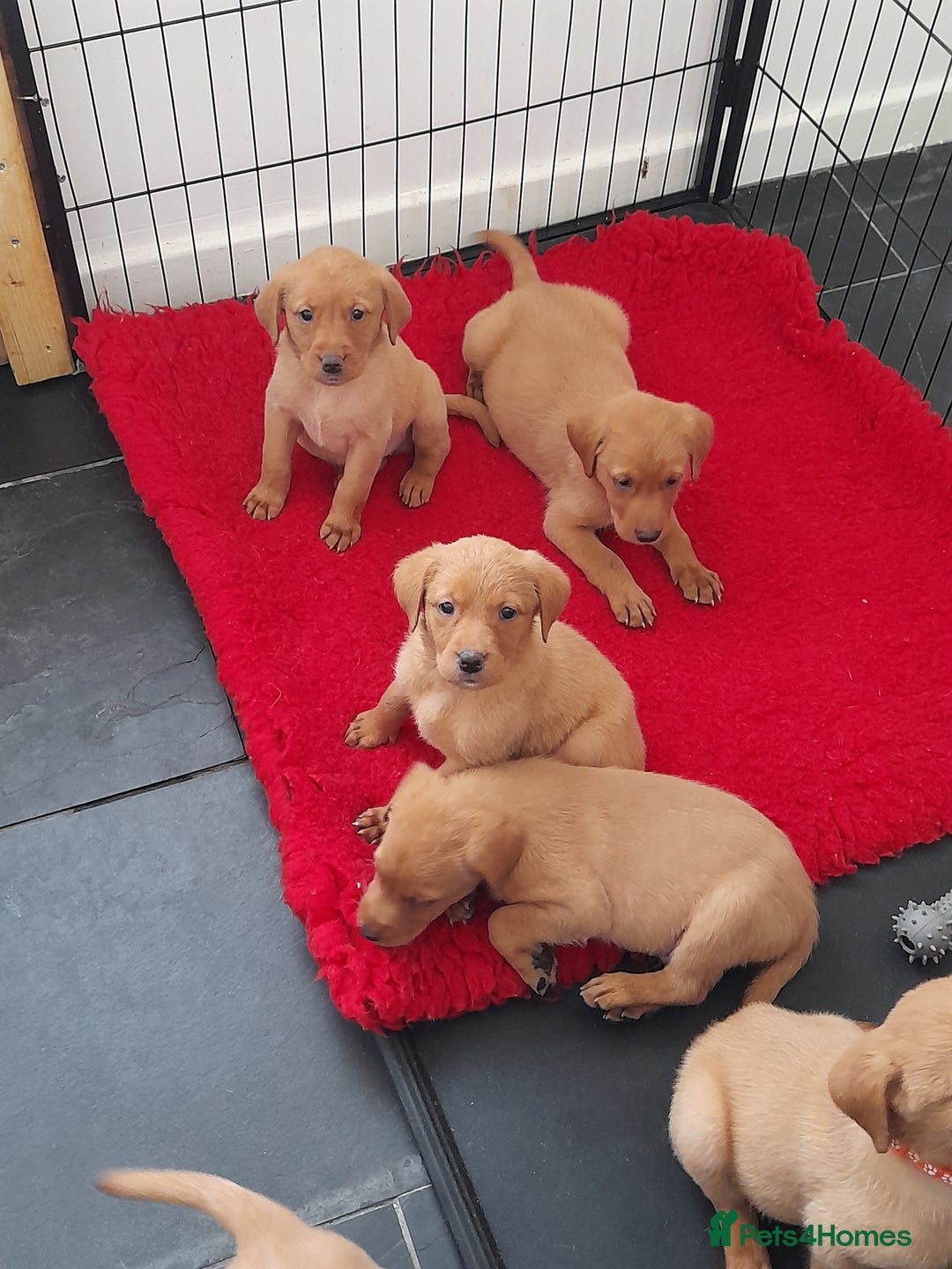 Labrador Retriever dogs for sale: Red fox labrador puppy's  - Image 5