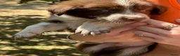 Border Collie dogs for sale: Stunning Border Collie pups in ELY - Advert 25