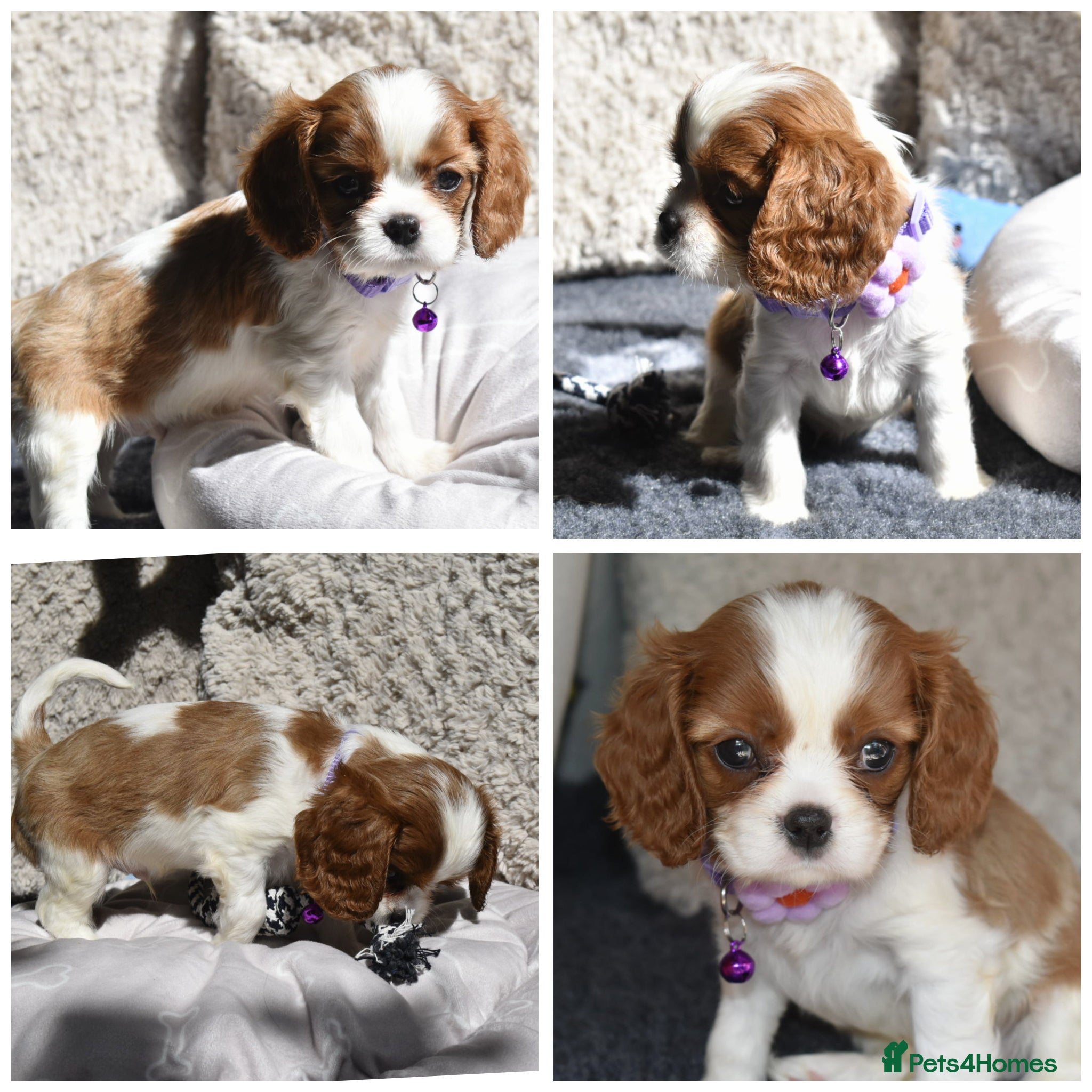 Cavalier King Charles Spaniel dogs Fully Health Tested KC Cavalier King Charles S - Advert 4