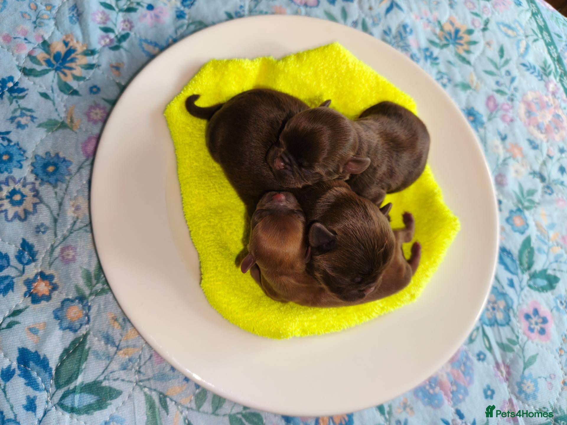 Griffon Bruxellois dogs We are expecting  - Advert 1
