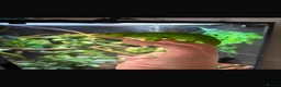 Chameleon reptiles for sale: Western Green Chameleon Male  in Grantham - Advert 5