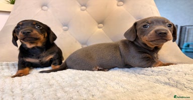 Miniature Dachshund dogs Miniature Dachshund - Advert 5