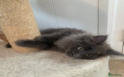 Maine Coon cats for sale: Beautiful Maine coon babies - Image 13