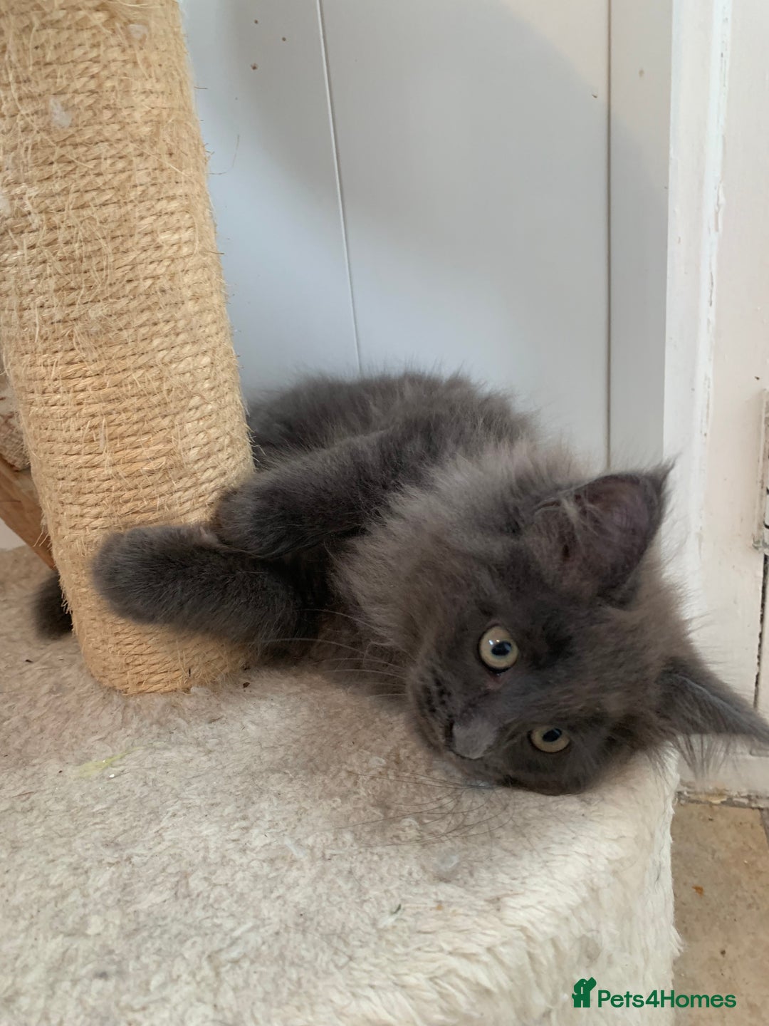 Maine Coon cats for sale: Beautiful Maine coon babies - Image 13