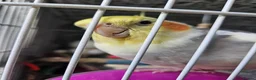 Cockatiels birds for sale: Fifi (1 year female) & Brook (10 month male) in Horsham - Advert 13